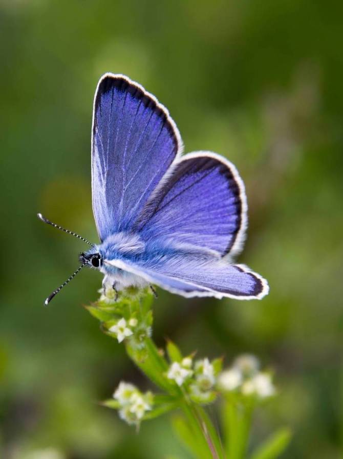 amazing blue butterfly in garden. Blurred background