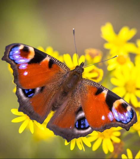 The European Peacock (Aglais io) is a colourful butterfly, found in Europe and temperate Asia as far east as Japan.