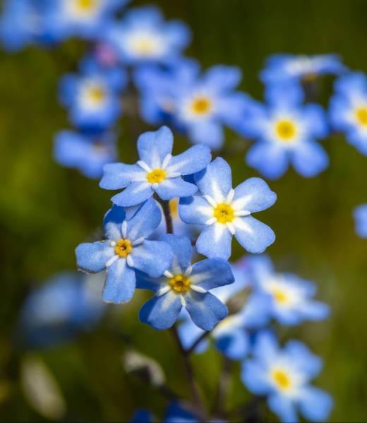 Myosotis scorpioides true or water forget-me-not