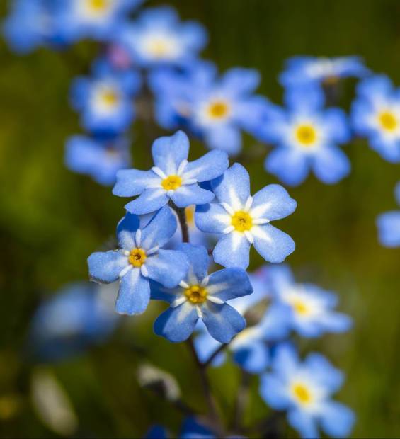 Myosotis scorpioides true or water forget-me-not