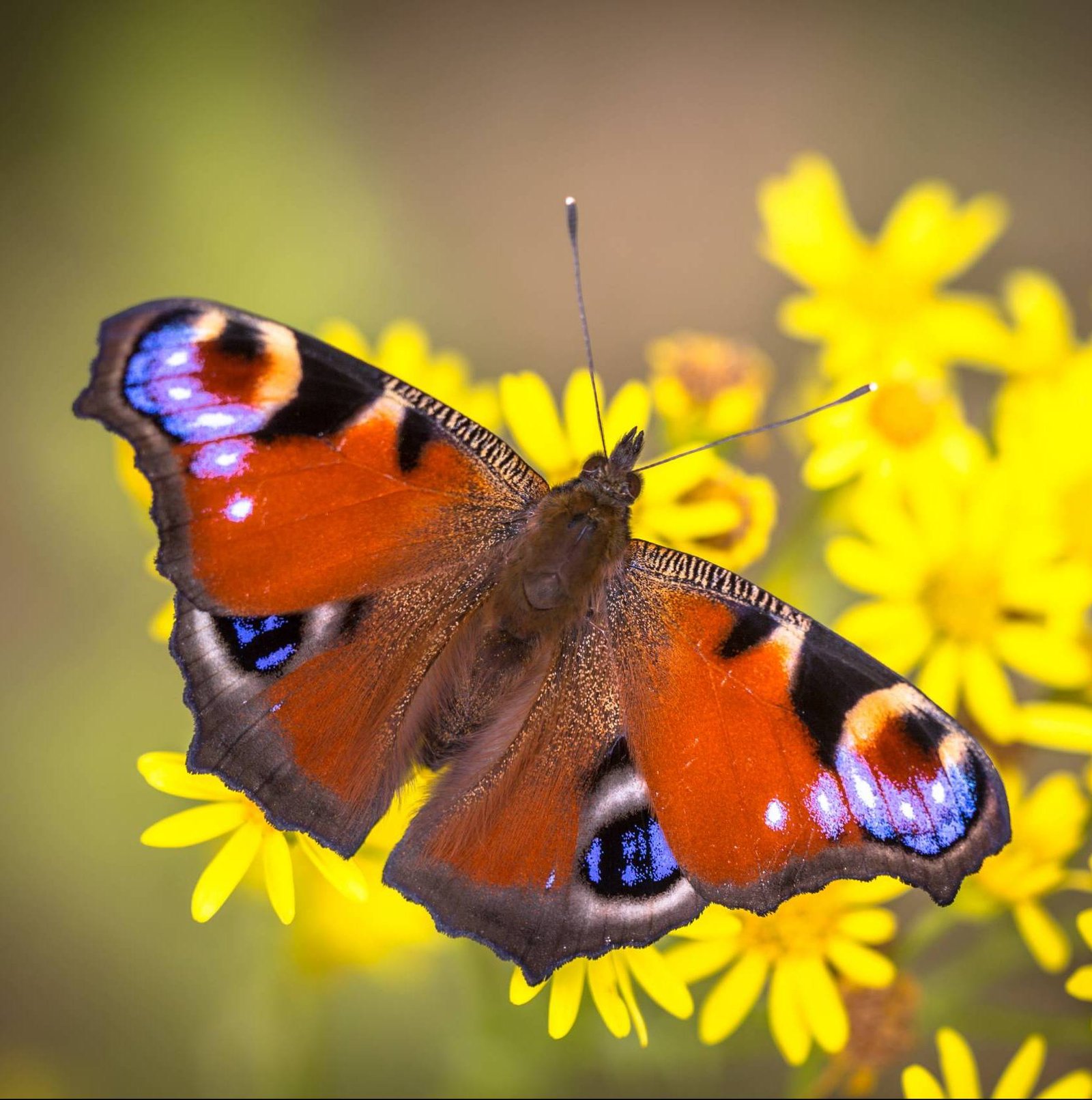 The European Peacock (Aglais io) is a colourful butterfly, found in Europe and temperate Asia as far east as Japan.