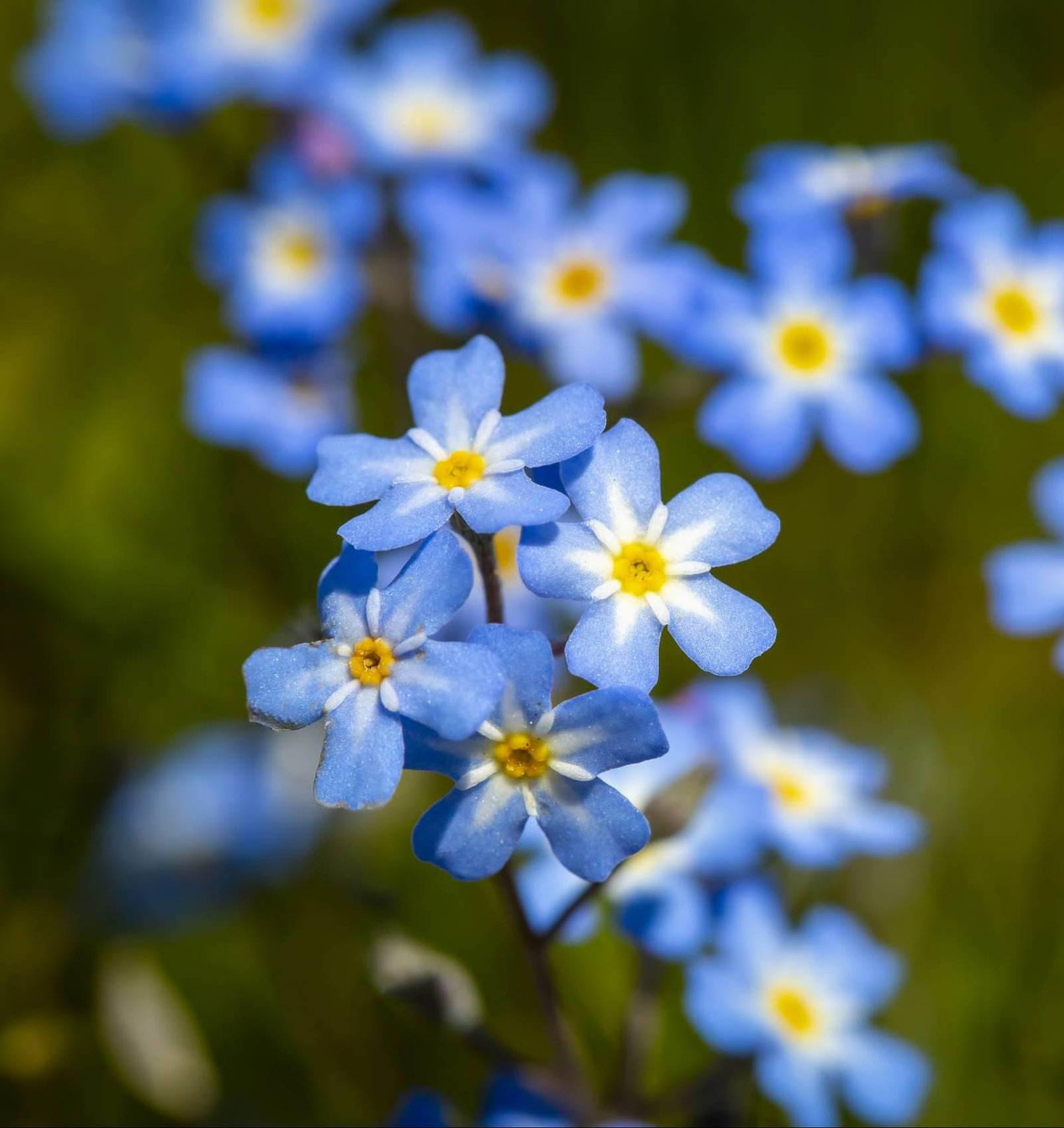 Myosotis scorpioides true or water forget-me-not